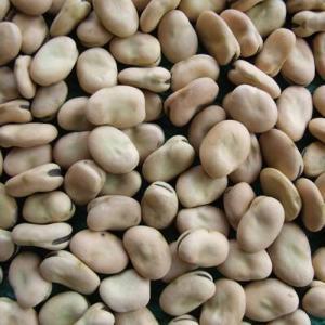 dried broad/ fava bean