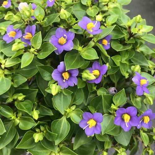 进口新款简易澡花藻百年紫芳草花盆栽阳台四季开花室内花卉多年生