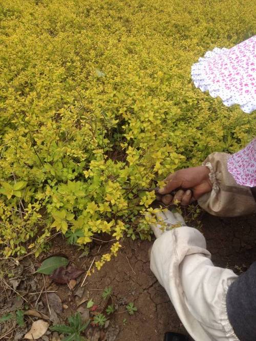 绣线菊图片 绣线菊价格 江苏绣线菊种植基地