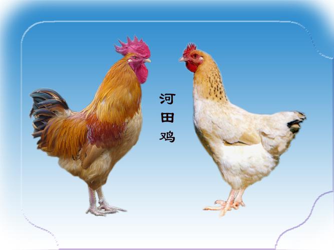 河田鸡