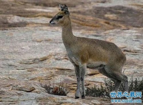 世界十大跳的最高的动物,跳蚤第一相当于人跳400米