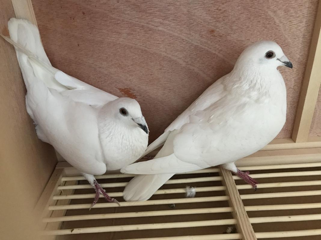 谁有这种鸽子  纯白黑嘴  嘴巴很黑的