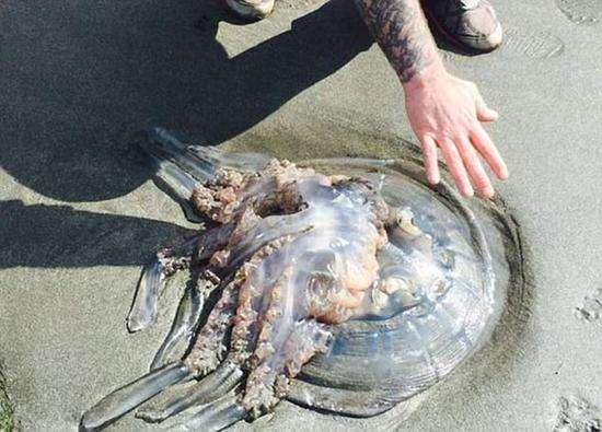 实际上水母这个种类在进化的过程中曾经产生过许许多多的分支,远超