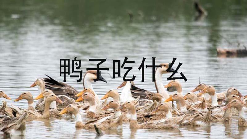 鸭子,无论养殖目的是什么,相信大家都想养好鸭子,那么鸭子吃什么呢?