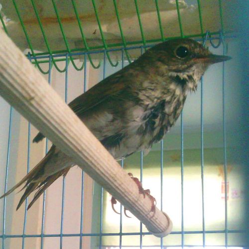 这是什么鸟,长的有点像麻雀.