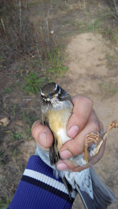 不是云雀 回答 云雀的一种,只不过它带一点黄色