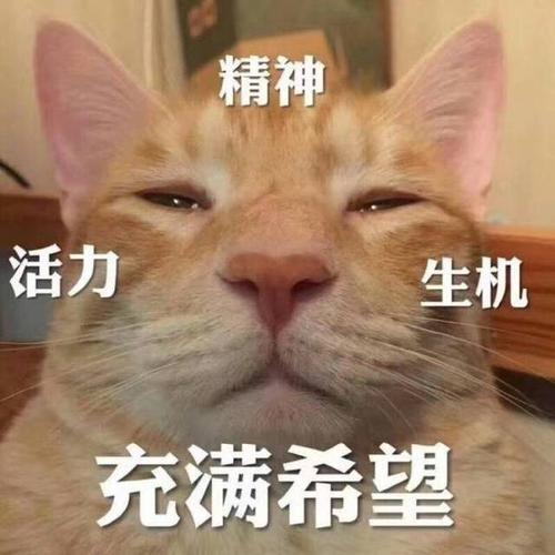 毕竟生活那么美好,总是要 努力一把