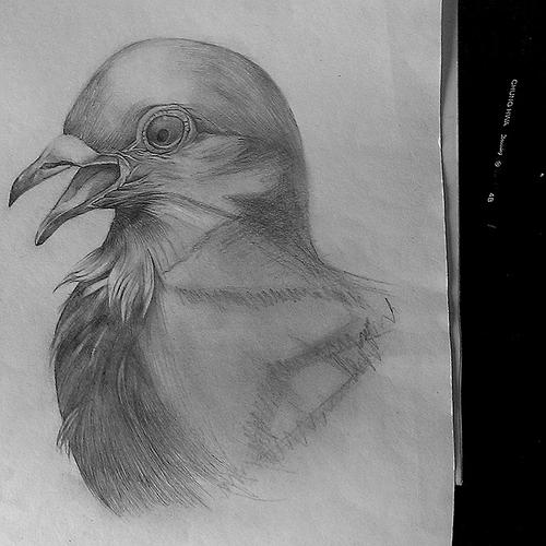 鸽子素描