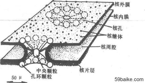核孔是复合结构,在内外膜上对称地各自排列着8个蛋白质颗粒,称孔环