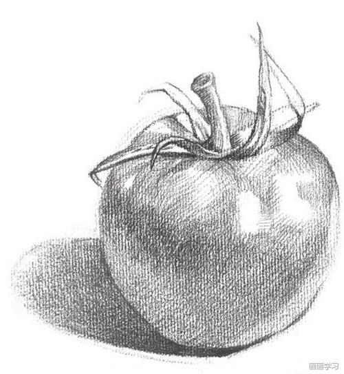 如何学素描——素描西红柿的绘画教程