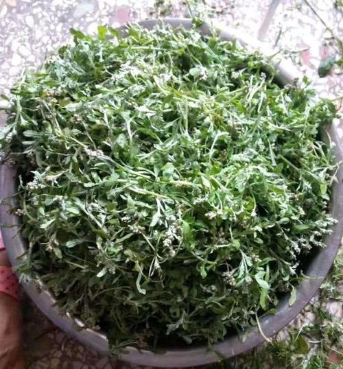 茂名人田艾籺,又叫"蒸穷籺",原来还有这样的传说