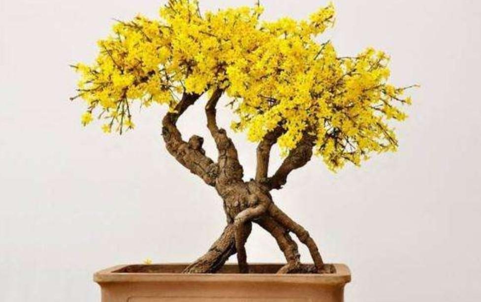 养迎春花盆景,10月补上"1种肥",花芽长得多