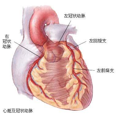 冠状动脉血管解剖