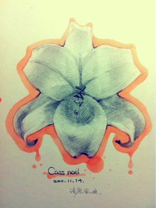 卡斯诺尔 花语:请原谅我