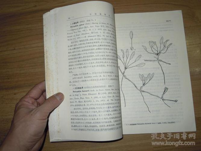 中国植物志 第八卷