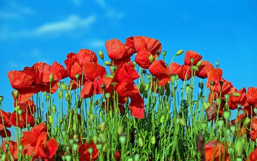 鲜艳唯美的罂粟花图片桌面壁纸