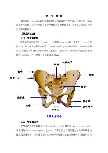 骨盆女性骨盆标志髂嵴骶岬耻骨弓坐骨结节坐骨棘髂前上棘.pdf