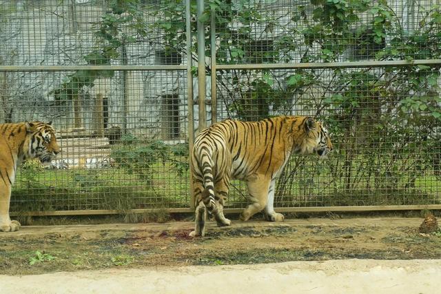 东北虎骨瘦如柴柳州动物园出现的问题是全球虎饲养的普遍难题