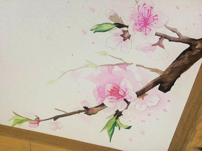 水彩画练习-春花