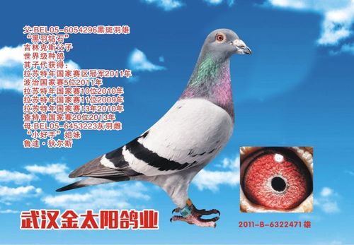 武汉金太阳鸽业