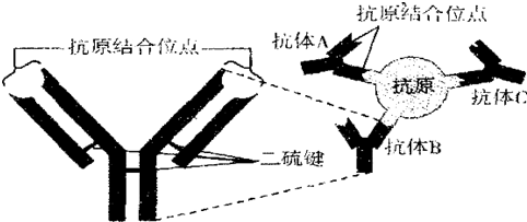 如图所示为抗体及其与之相结合的抗原分子,据图分析错误的是( )