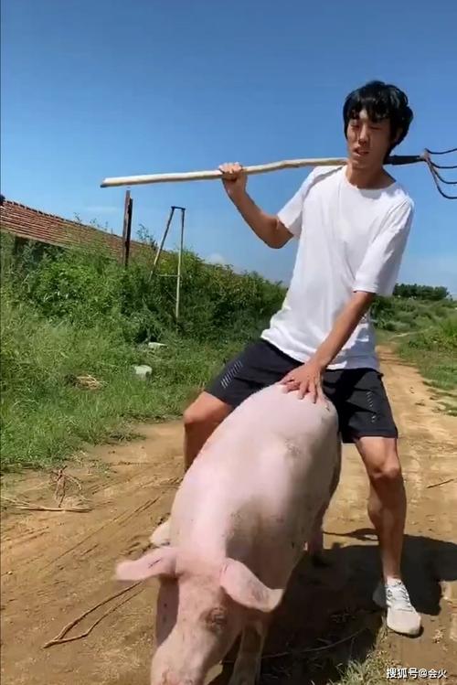 世界冠军张国伟野外骑猪,一手扛钉耙一手拍猪背