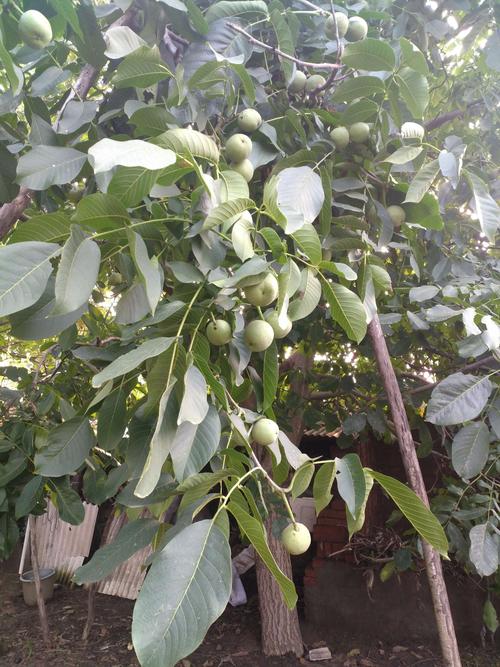 院子里还有两棵大核桃树,结满了大大的核桃