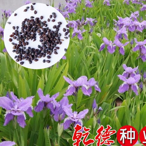 鸢尾花种子.叶子碧绿青翠.花形大宛若翩翩彩蝶,蝴蝶兰花种子图片
