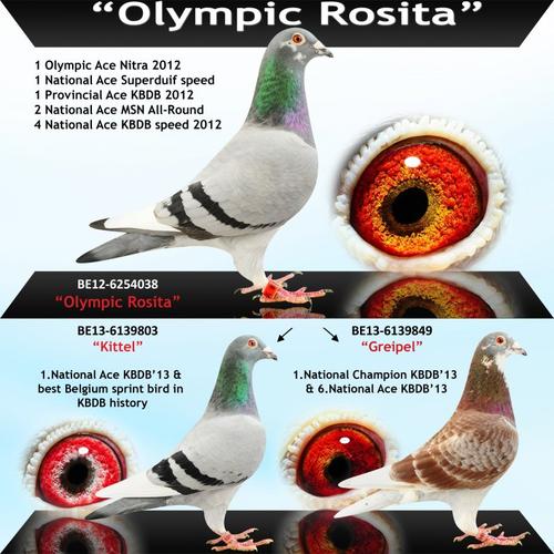 基特尔近亲_北京王群立鸽舍_ag188.com爱鸽商城_中国