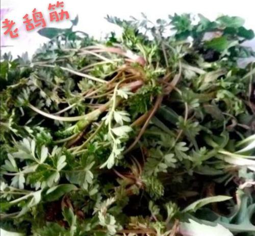 似曾相识的野菜老鸹筋