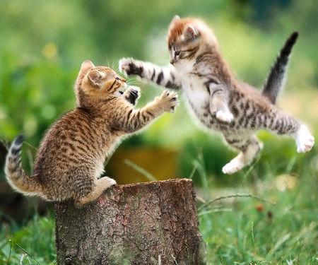 谁有这张两只小猫嬉戏图片的原版,有的发给我,越清晰越好,谢谢 ,高