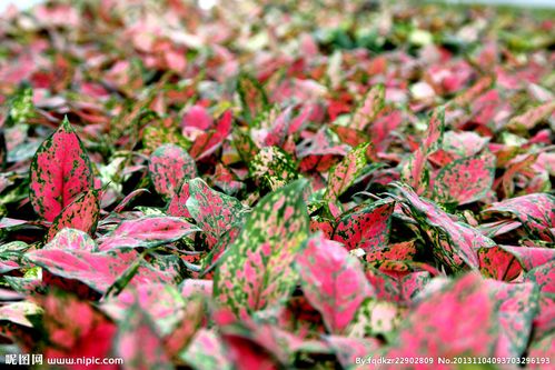 彩色植物规模种植图片