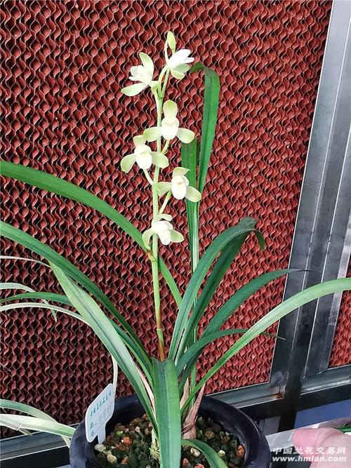 经典大唐宫粉-建兰篇-中国兰花交易网社区
