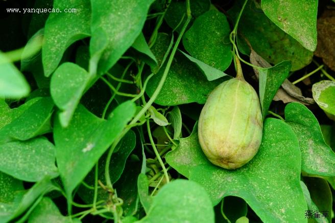 马兜铃_证类本草