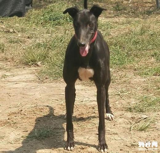 纯种格力犬,怎么样,不错吧