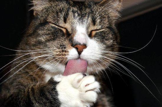 猫咪吐舌头竟然只是犯懒铲屎官被骗惨了