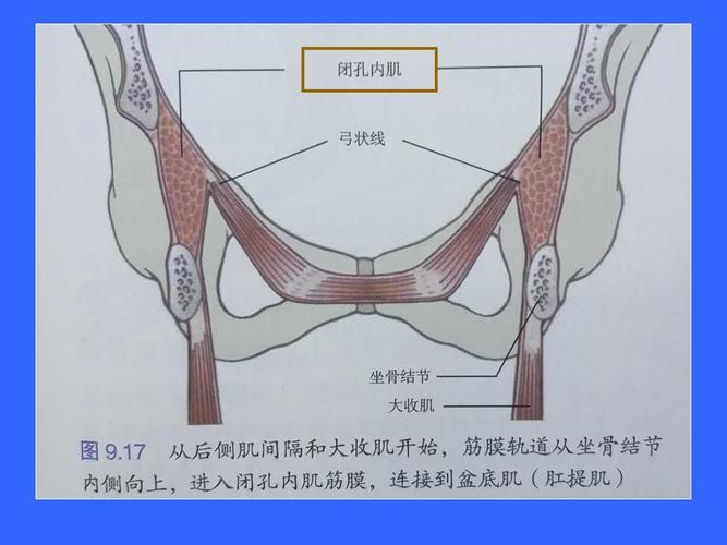 闭孔内肌的解剖位置.