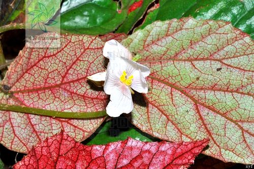 赤水秋海棠(学名:begonia chishuiensis ku)中国的特有植物.