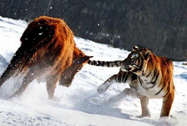 初生牛犊不怕虎