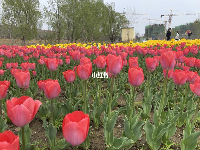 秦皇河公园郁金香93 真的不错