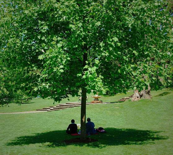 大树底下好乘凉