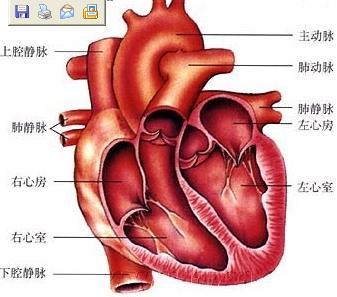 心脏结构图