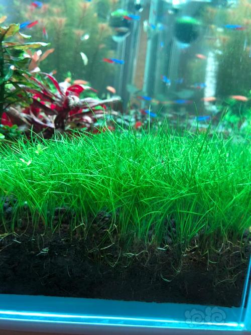 【水草】出迷你牛毛草