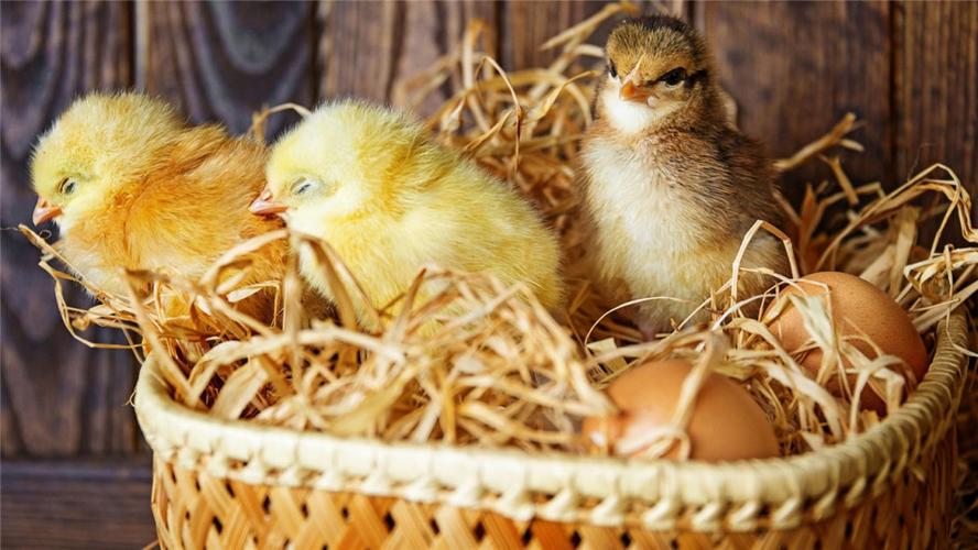 双黄蛋会孵出什么样的小鸡?能孵出双胞胎吗?