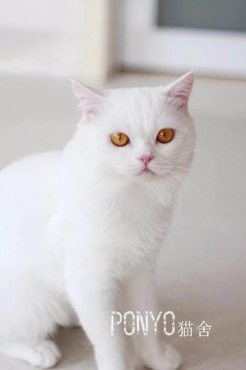 英短蓝猫稀有色纯白色1000元