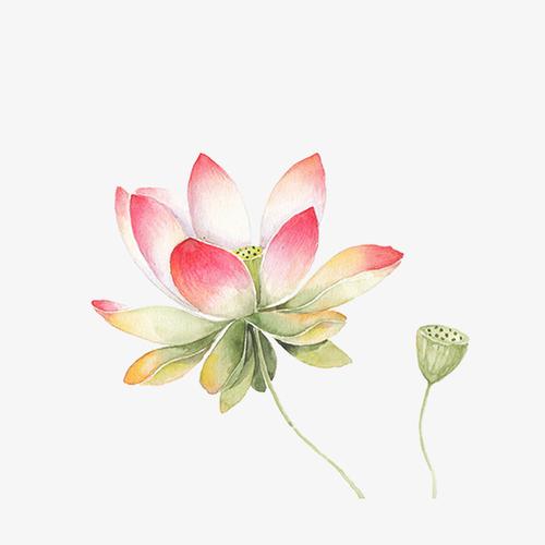 彩色手绘的荷花装饰