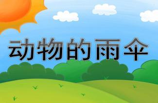 中班语言公开课动物的雨伞ppt课件教案