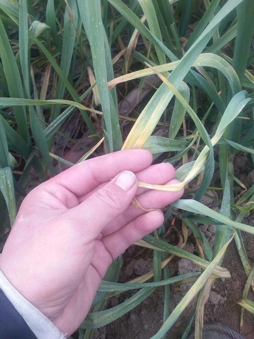 大蒜叶枯病,和疫病怎样区分?