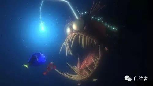 深海鱼类会发光吗?