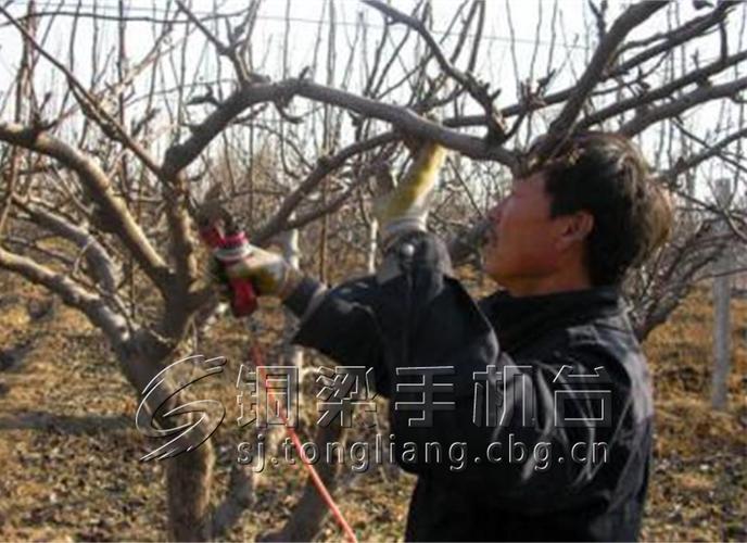 梨树修剪有"道",快来学习了!
